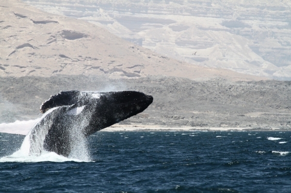 Oman initiates protection of humpback whales