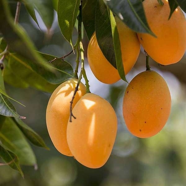 Mango Season Exhibition to kick off on Thursday in Muscat