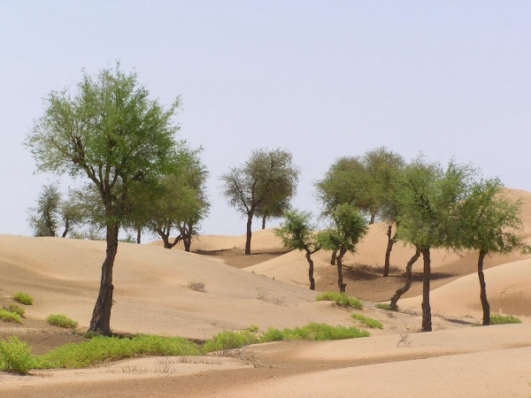 Oman marks World Day to Combat Desertification and Drought