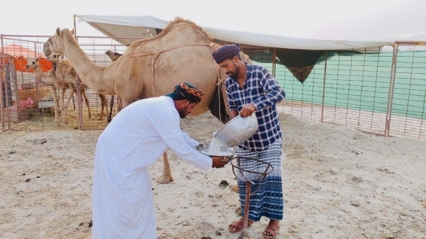 Taqah hosts first camel milking contest