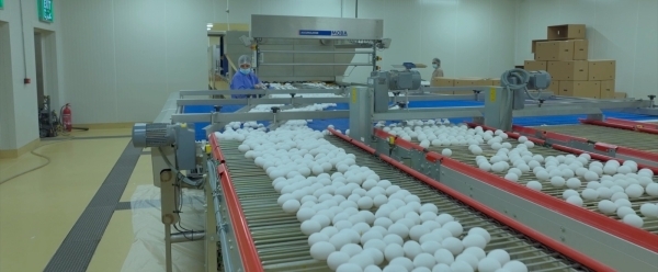 Boosting egg production amid growing demand