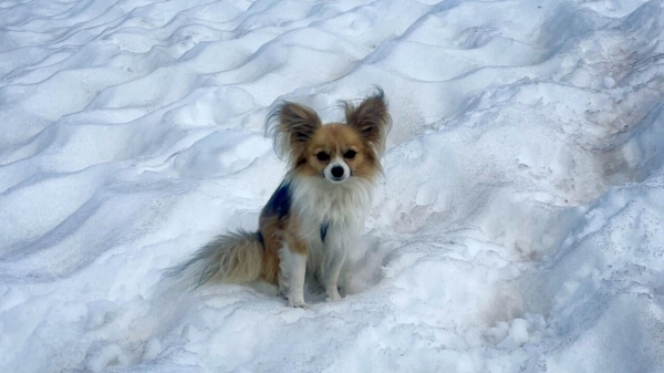 Hiker in Alpine crevasse rescued... by a Chihuahua