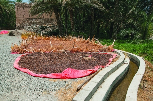 ‘Al Tasteeh': Traditional way to dry fresh dates