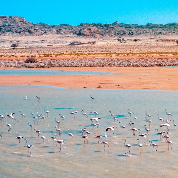 'Mar Alaina' tourism campaign launched in Duqm