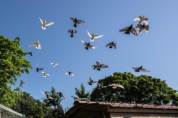 France's military pigeons race in memory of brave predecessors