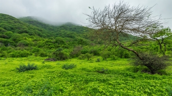 GREEN SPACES AT RISK FROM OFF-ROAD DRIVING