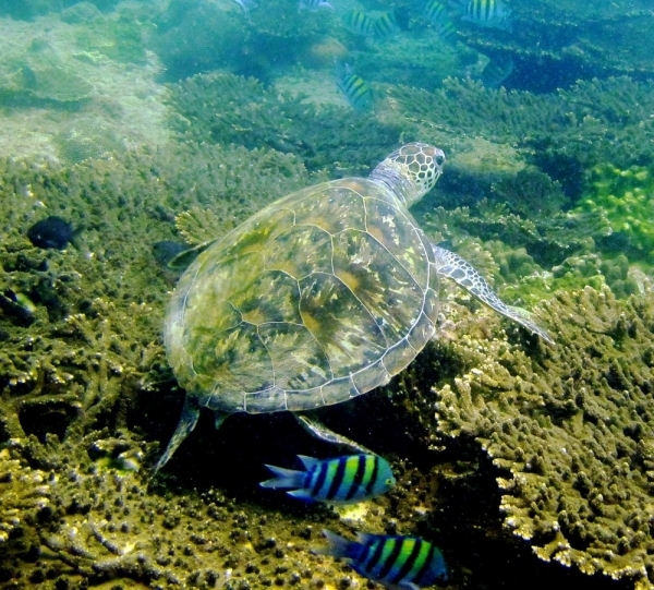 Oman leads in marine conservation and sustainability