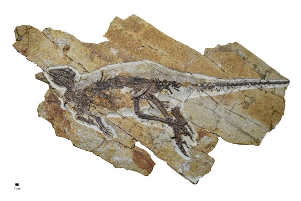 This dinosaur probably tweeted more than it roared