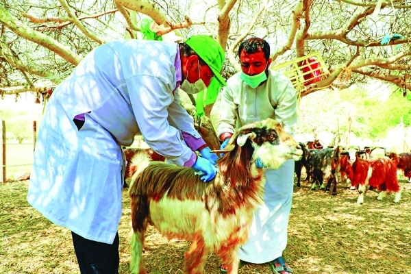 550,600 vaccination doses for livestock in Al Dhahirah