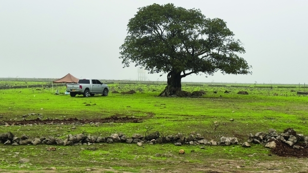 Motorists urged not to drive over Dhofar grasslands