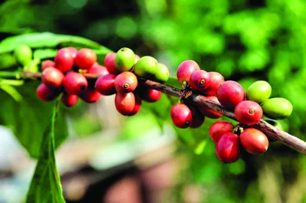 First coffee farm opens in Jabal ShamsFirst coffee farm opens in Jabal Shams
