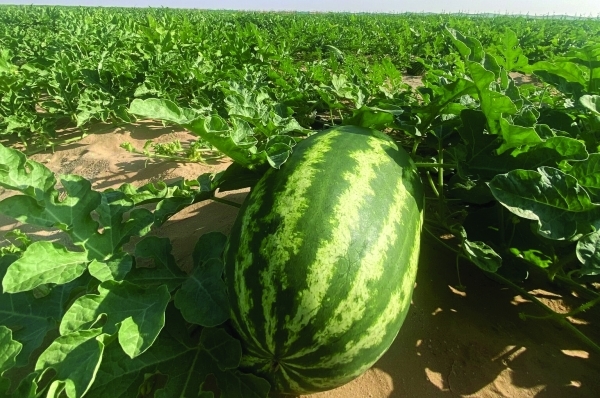 Oman posts strong gains in food self-sufficiency
