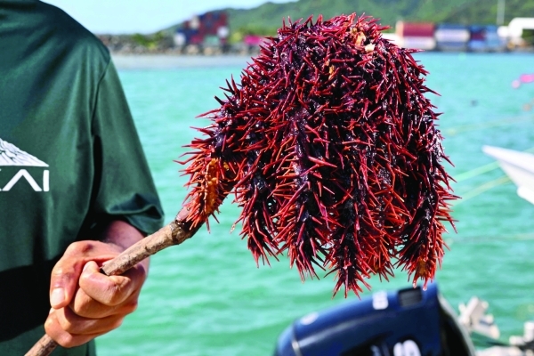 SAVING THE REEFS