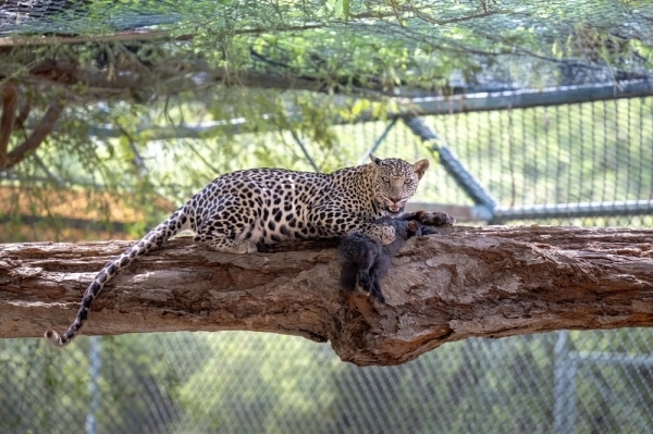 Arabian leopards in Oman saved from extinction with care