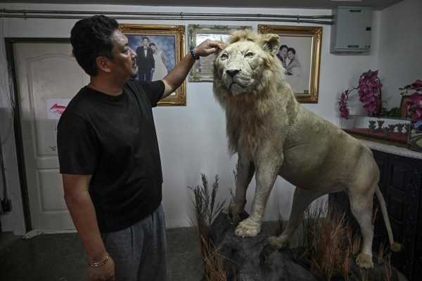 'Absolute madness': Thailand's pet lion problem