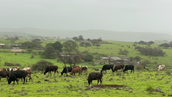 226 vehicles removed to protect plains of Dhofar