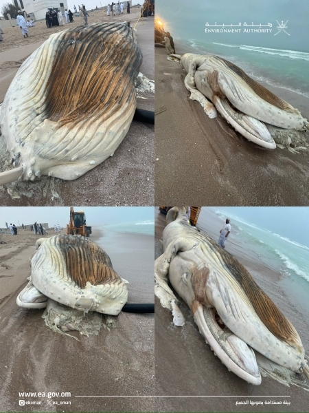 Whale carcass washed ashore in South Al Sharqiyah