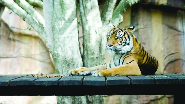 Danish zoo in hot water over public call for animals as food