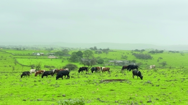 226 vehicles removed to protect Dhofar's green plains