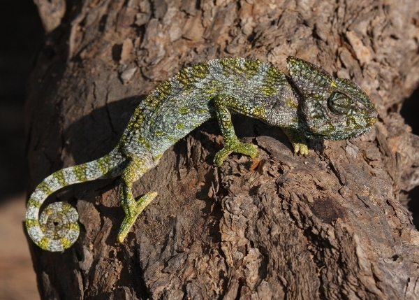 Arabian Chameleon in Dhofar faces a threat from poaching, pollution: EA