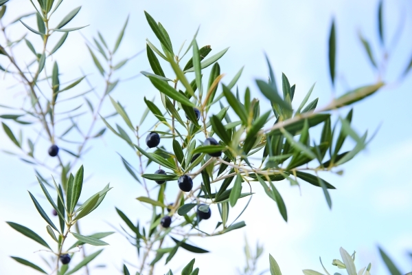 Olive sector grows to 20,000 trees, 83 tonnes in annual yield