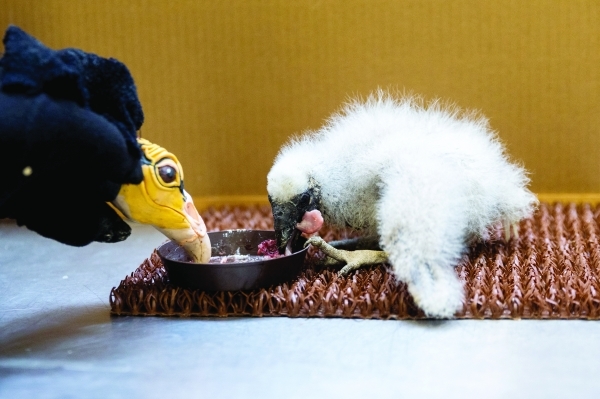 Prague zookeepers turn to puppets to parent baby vultures