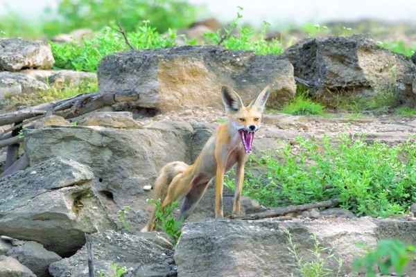 Khareef's hidden watcher: The Arabian Red Fox