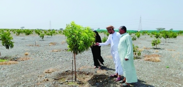 Mango projects in Al Batinah South bolster food security