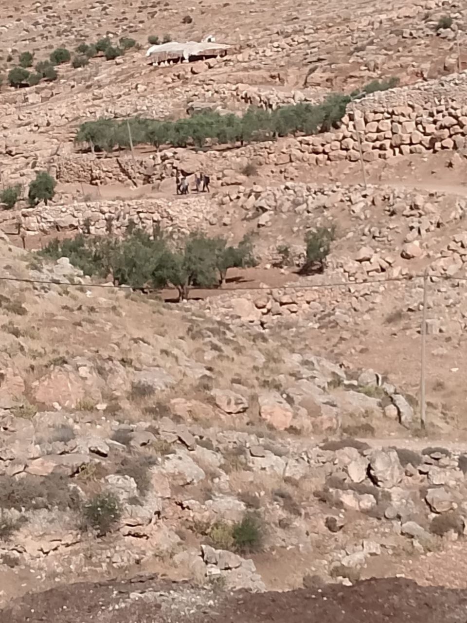 مستوطنون يهدمون 6 خيام وعرائش شرق يطا