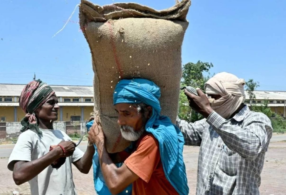 No imports needed: India wheat harvest defies speculation