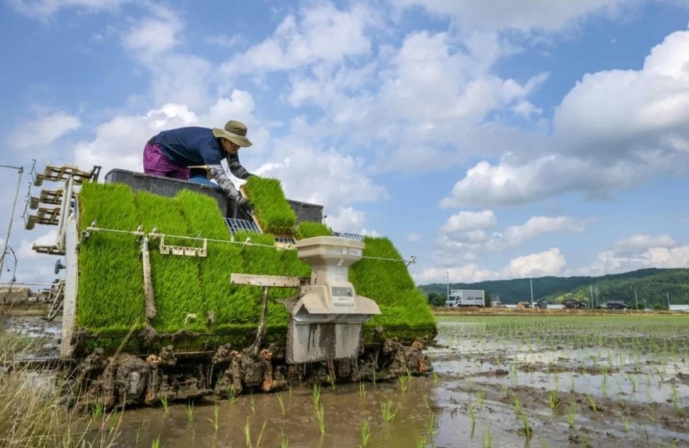 Rice prices: A hot issue, on and off Japan's farm