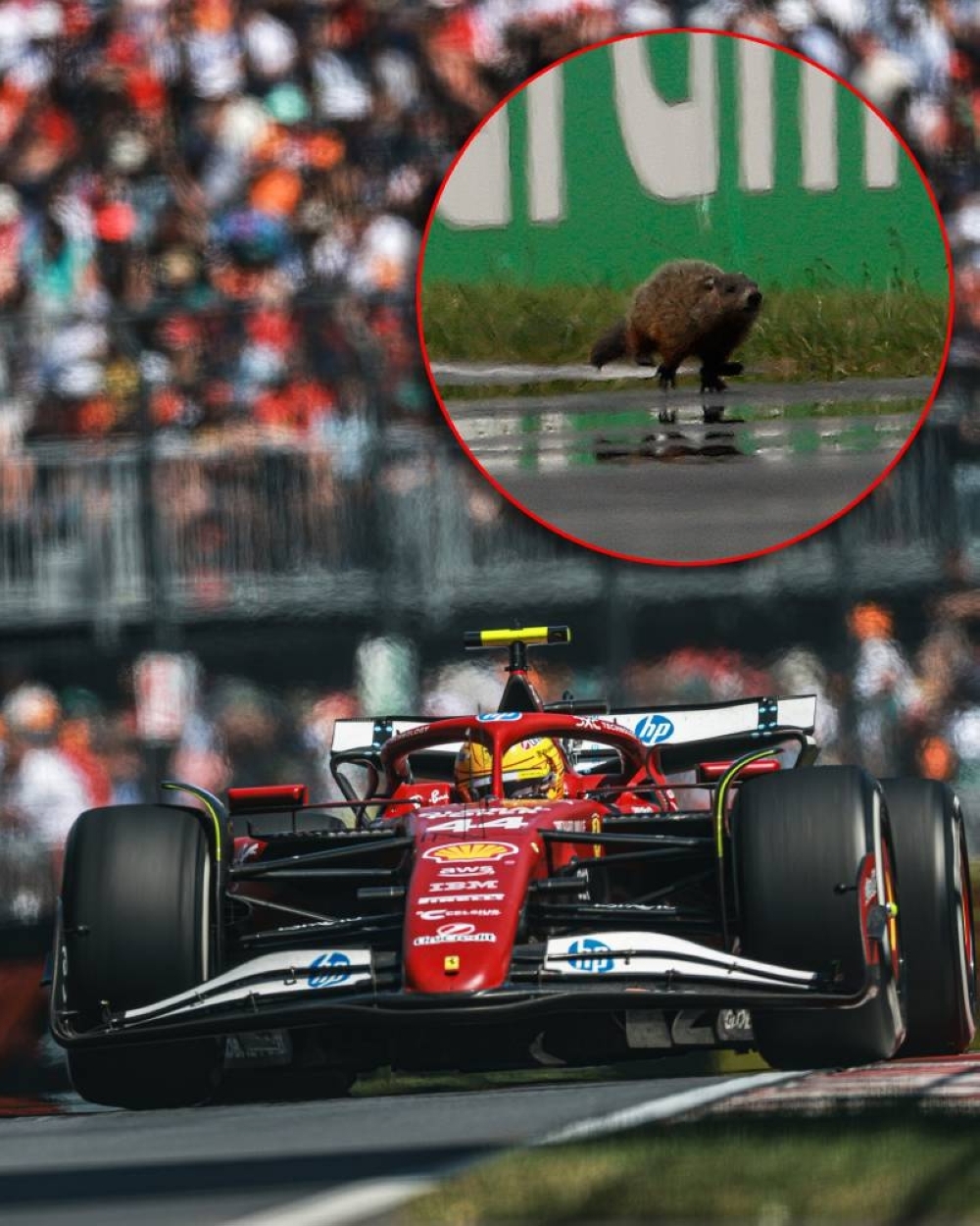 Hamilton ‘devastated' after hitting a groundhog at Canadian F1 GP