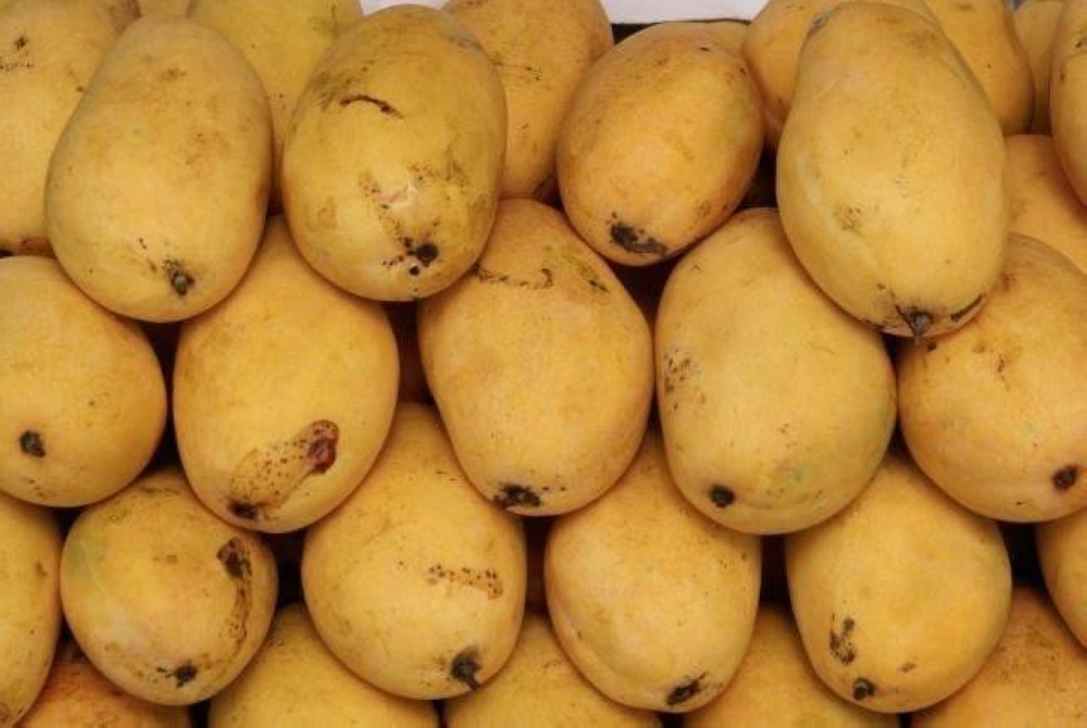 Markets overflow with Pakistan's finest mangoes