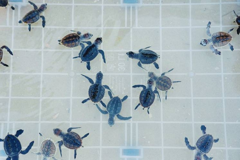 Hawksbill sea turtles 2025 nesting season concludes