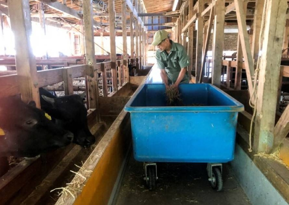 Japan's farm exports rise 16% in 1st half of 2025, setting record