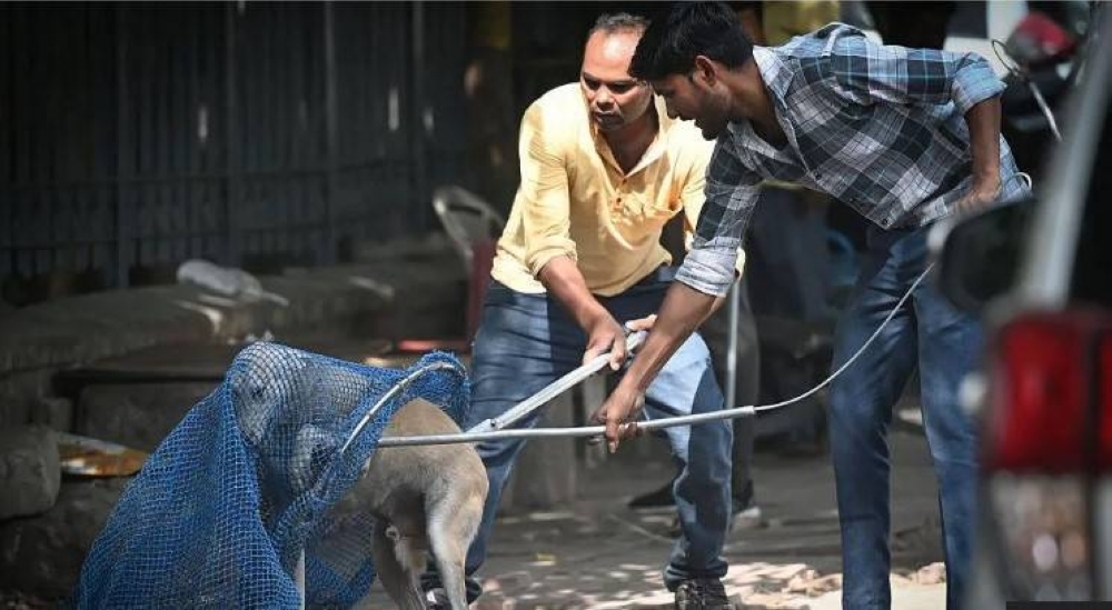 Delhi given 8 weeks to round up thousands of stray dogs