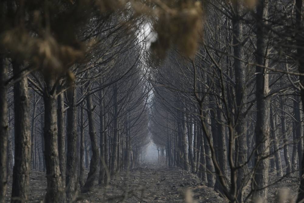 Portugal follows Spain and requests firefighting help from EU nations