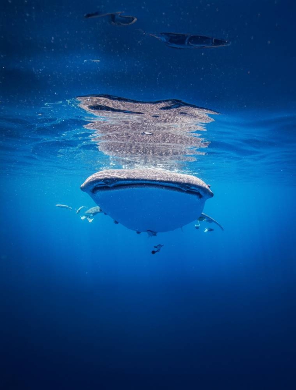 Qatar's Whale Shark Tours offer rare glimpse of nature's wonder