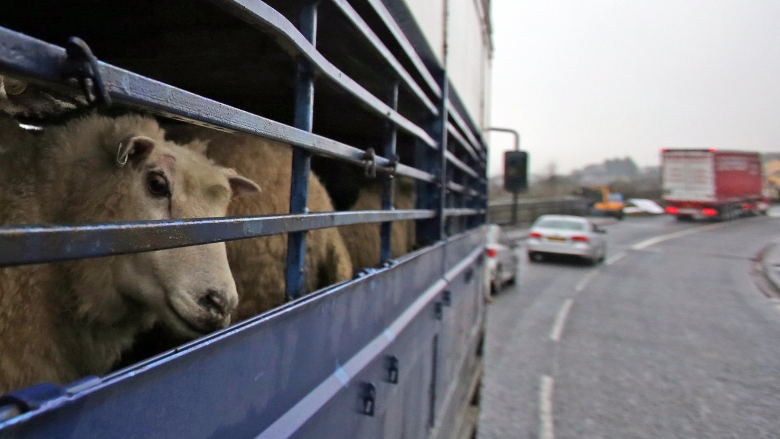 Britain cancels extra border checks for animals ahead of UK-EU deal