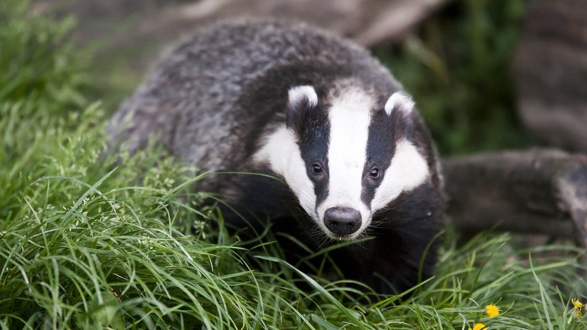 Opposition TDs take issue with Government's badger-culling programme