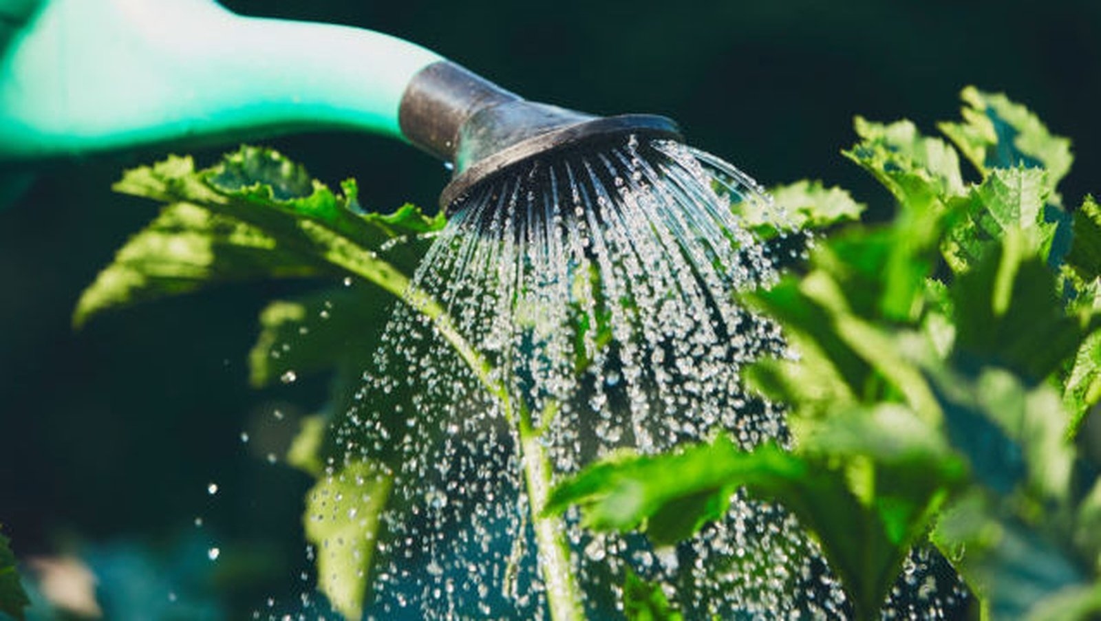 How to ensure your garden survives hosepipe bans and water shortages
