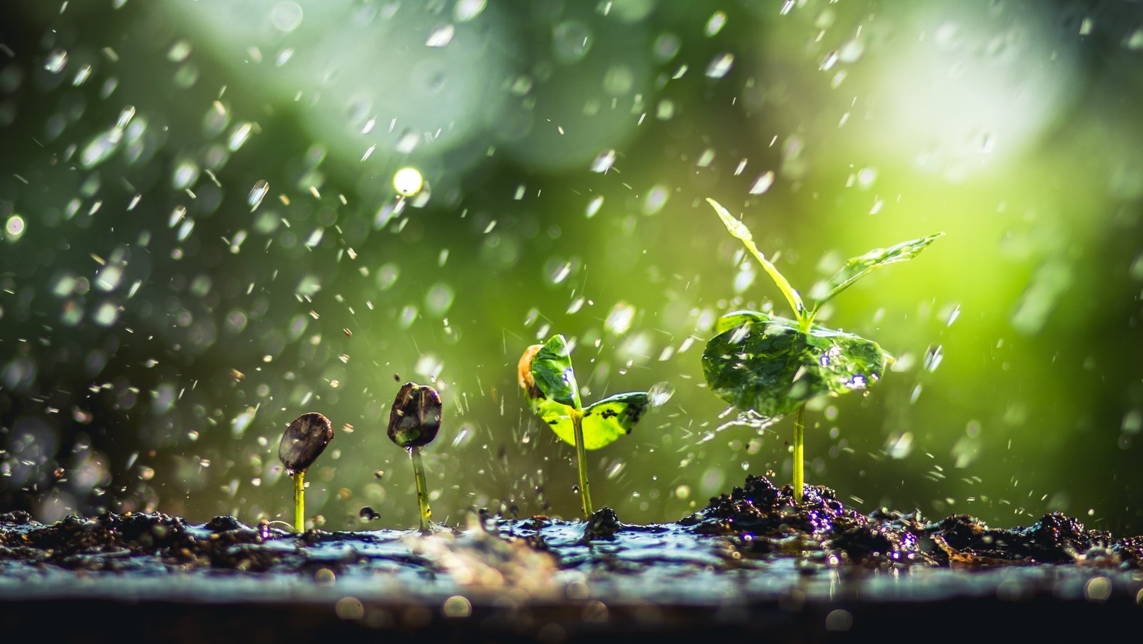 Here's why soil smells so good after it rains