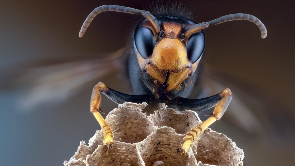 Asian hornet found in Cork