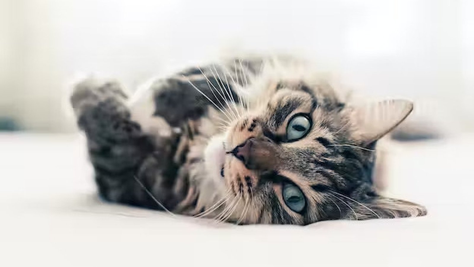 How to train your cat