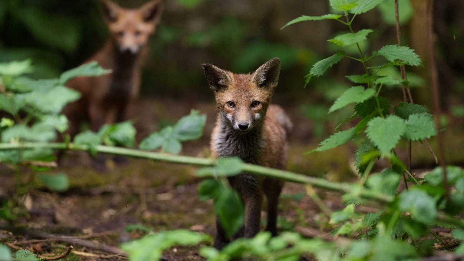 Bill to ban fox hunting passes first stage vote in Dáil