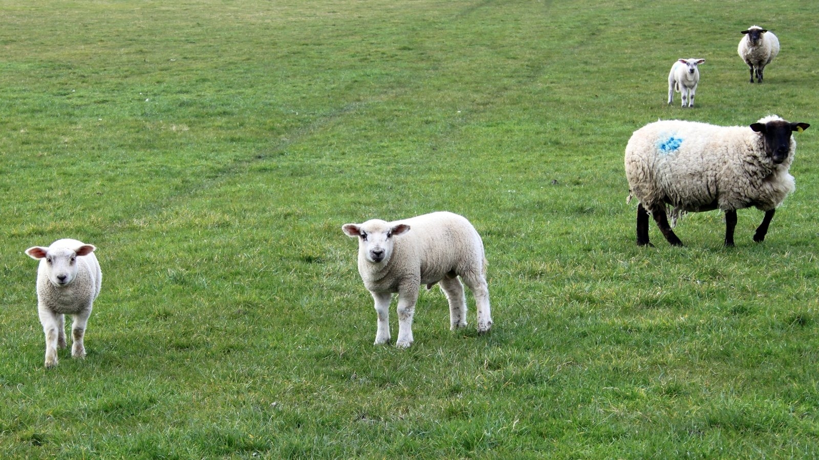 CAP battle starts as EU plans to overhaul farmer payments