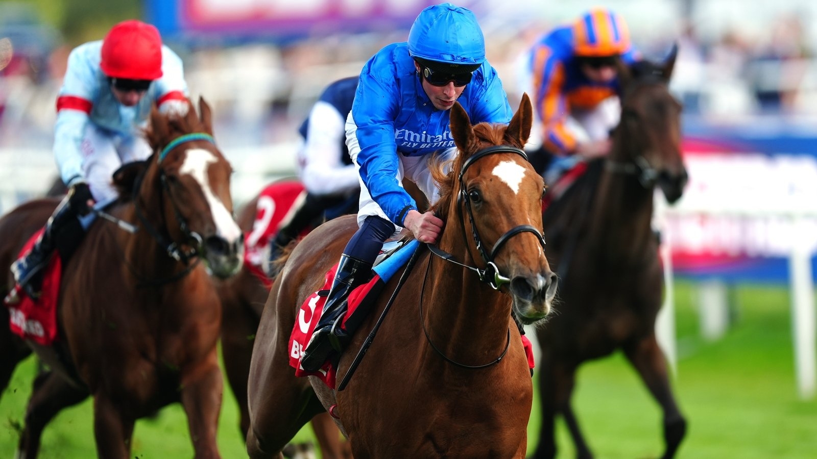 Unbeaten Desert Flower heads Oaks field