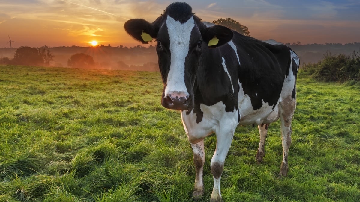 Concern in Irish farming circles at EU's CAP plans