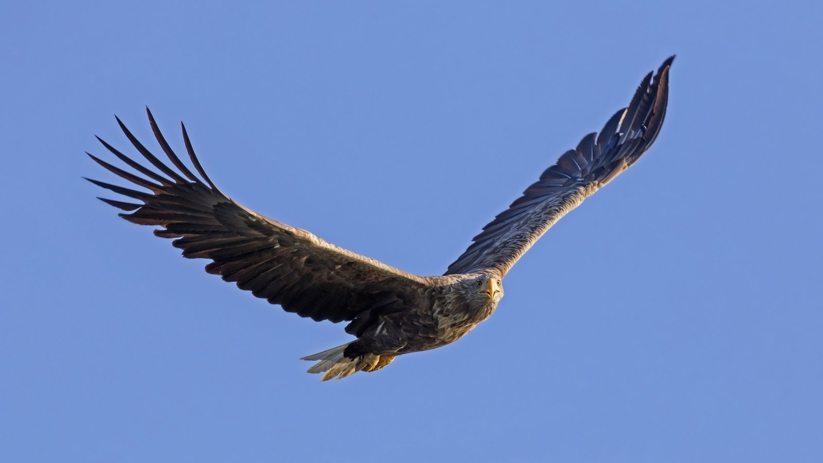 Breeding white-tailed eagle dies from suspected poisoning