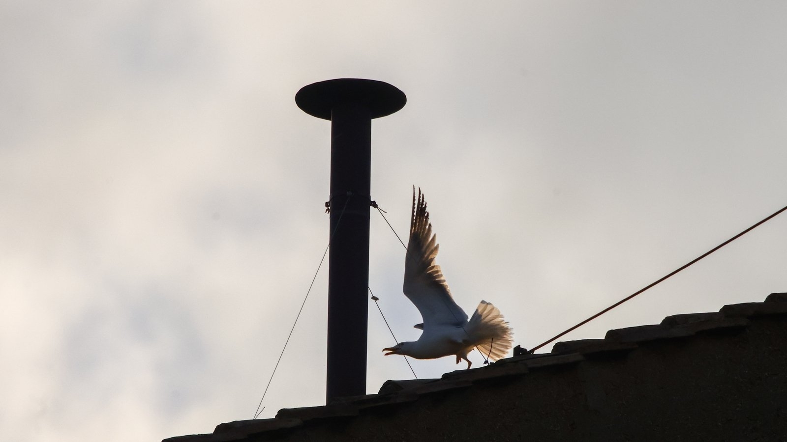 Seagulls provide levity during conclave at Sistine Chapel
